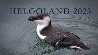 Helgoland 2023 - Naturfilm