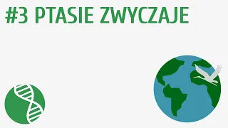 Ptasie zwyczaje #3 [ Ptaki ]