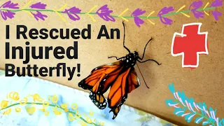 🦋 I Rescued An Injured Butterfly - "Wrinkles" 🦋
