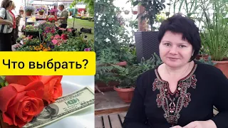 Цветочный БИЗНЕС: холодный РАСЧЕТ или УДОВОЛЬСТВИЕ?