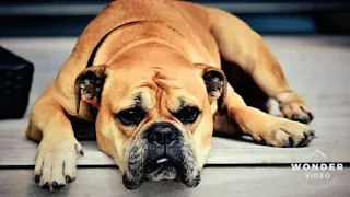 Depressed doggo