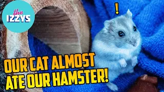 OUR CAT ALMOST ATE OUR HAMSTER!