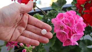 I have been doing this for years: 2 super tricks to make geraniums bloom like crazy all year round