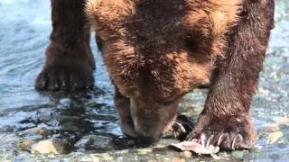 Close up of Brown Bear Eating Fish at McNeil River Alaska