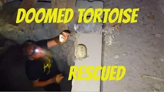 #179 Tortoise rescued in Abandoned Mine #8 Arizona