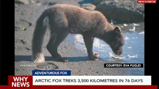 Arctic fox treks 3,500 kilometers in 76 days