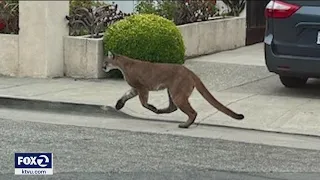 Mountain lion spotted in San Mateo backyard, 2nd big cat sighting since Friday