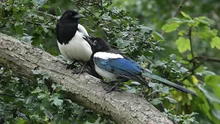Young Magpie's begging ignored