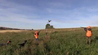 First Time Youth Pheasant Hunters, GREAT Shooting and Beautiful Dogs!