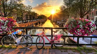 Explore Amsterdam Like a Local: Top 8 Neighborhoods