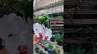 Faça isso para sua orquídea Phalaenopsis florescer mais vezes!!!