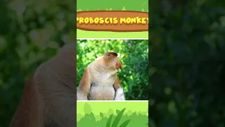 The Proboscis Monkey - Leo The Wildlife Ranger