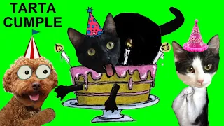 Pastel de cumpleaños para gatitos Luna y Estrella y mi perro Cookie / Videos de animales graciosos