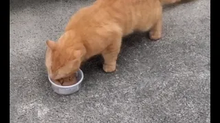 ** Danger!!**Stray cat comes to cry and begs food. (unfortunate mistake , Injured our cat!)