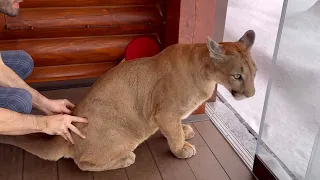 Forcing cougar Messi to go outside! The cat who doesn't like winter.