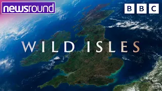 David Attenborough's New BBC Series Wild Isles Preview 🍃 | Newsround