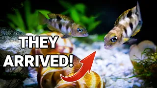 My NEW RARE Shell Dwellers [mini African Cichlids]