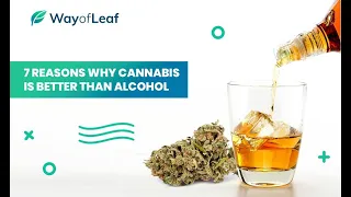 7 Reasons Why Cannabis Is Better Than Alcohol