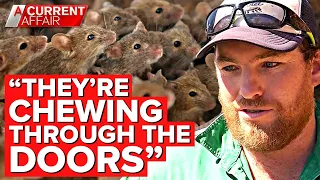 Horrific mouse plague taking over farms and homes | A Current Affair