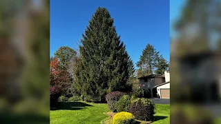 Rockefeller Center Christmas tree chosen, to arrive in NYC next week