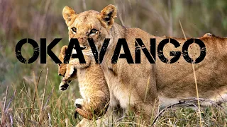 Documentário: Os Últimos Leões de Okavango - HD Dublado Discovery