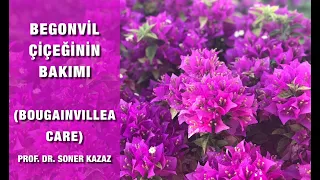 Begonvil Bakımı, Bougainvillea Care, Neden Çiçek Açmaz, Nasıl Çoğaltılır