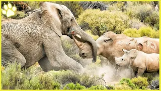 15 Merciless Elephants Crushing Everything In Sight