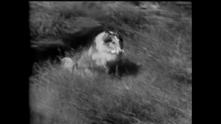 Lassie - Episode #25 - "The Snake" - Season 1, Ep 25 - (02/27/1955)