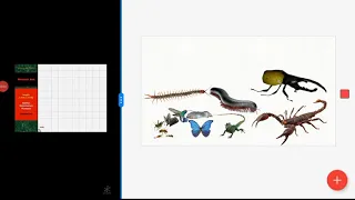 Animals size comparison