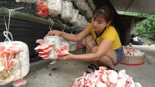 Harvest mushrooms go to market sell, Selling wine | Nhất Daily Life