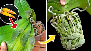 Just this one fruit, orchids will not rot leaves, roots and flowers bloom continuously