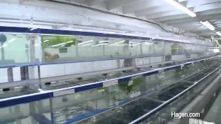 Segrest Farms in Tampa with hundreds of thousands of fish