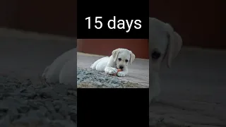 Labrador growth line #labrador  #growth #subscribe #abhithegyanvlogs