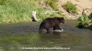 Up close as a large brown bear has success catching salmon