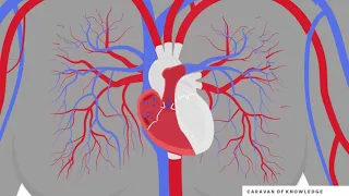 Профилактика заболеваний сердечно-сосудистой системы STEAM урок