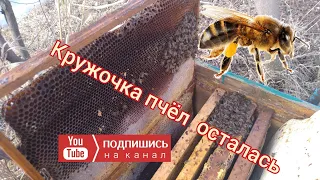 Пчёлы посыпались.🐝 Разбираю гнездо