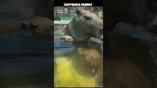 Capybara Family Swim #animals #capybara #shortsvideo #youtubeshorts