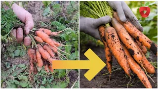 You'll never have a tiny carrot again - do it now!