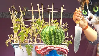 WASSERMELONE IM ZIMMER - 180 TAGE SPÄTER