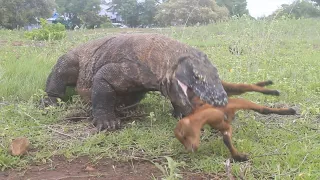 INCREDIBLE ||| BABY GOAT SWALLOW BY KOMODO DRAGON VERY QUICK