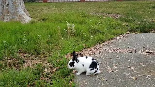 Crow scared the bunny