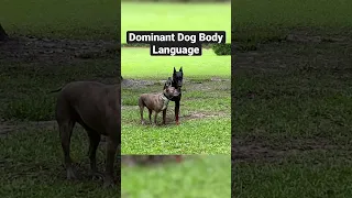 Dominant Dog Flexes On Doberman