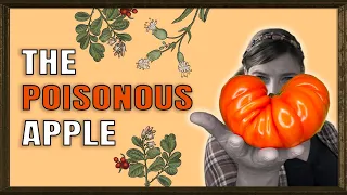 50 Shades of Red - The quirky history of tomatoes