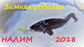 Зимняя рыбалка / НАЛИМ / Winter fishing / BURBOT