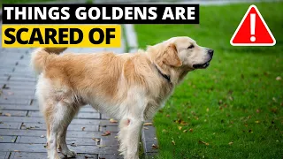 7 Most Common Things Golden Retrievers are Scared of and How to Deal with them!