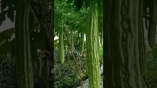 Harvest time! My bitter gourd garden | Ang aking munting taniman ng Ampalaya #shorts