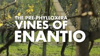 The Pre-Phylloxera Vines of Enantio - Sip Trip Shorts