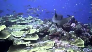 Palau 2010 - Shark Chase