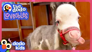 This Tiny Horse Is As Small As A Puppy (And Acts Like One!) | Dodo Kids | Loveables