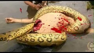 Giant Anaconda Eats Man Alive   Giant Snake Eats Man   Giant Python Snake Attack Girls   HD